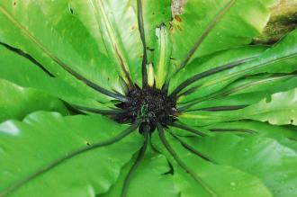 Asplenium nidus Crown (16/01/2016, Kew Gardens, London)