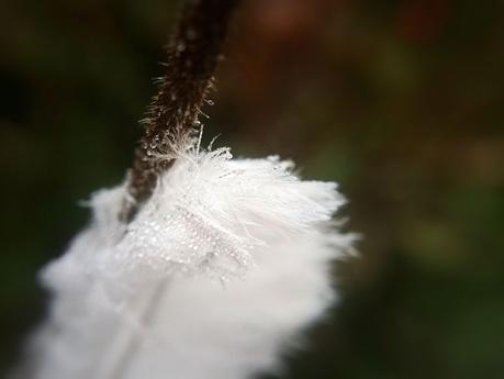 Soft [Wordless Wednesday]