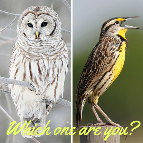 Owl or Lark