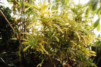 Codiaeum variegatum 'Pictum' (16/01/2016, Kew Gardens, London)