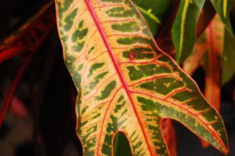 Codiaeum variegatum 'Pictum' Leaf (16/01/2016, Kew Gardens, London)