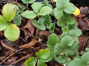 Tidying Strawberries