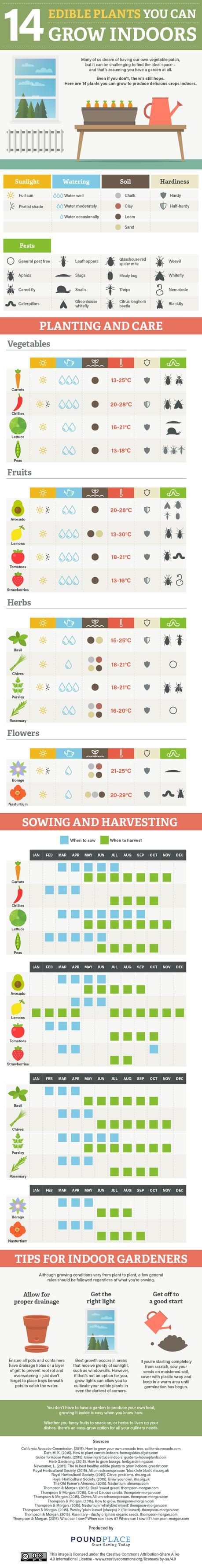 14 Edible Plants You Can Grow Indoors - infographic