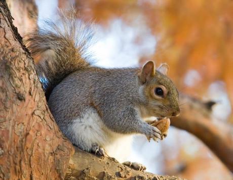 Save Hundreds of Thousands of Squirrels From Being Murdered