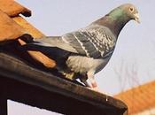 Tips Intercepting Birds from Taking Over Your Home