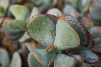 Crassula arborescens Leaf (16/01/2016, Kew Gardens, London)