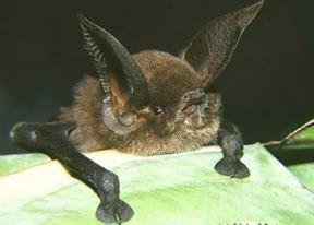 bat1