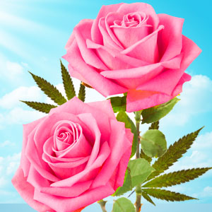 Cannabis Rose Fragrance 