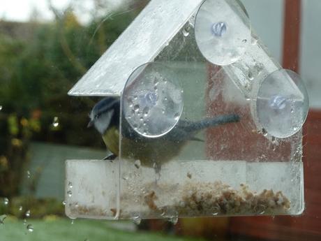 Window bird feeder perspex