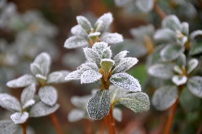 Rime Ice -- A Magical Morning