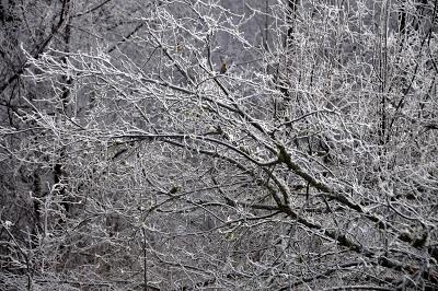 Rime Ice -- A Magical Morning