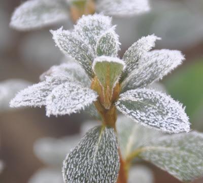 Rime Ice -- A Magical Morning