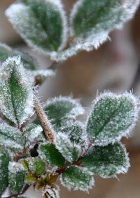 Rime Ice -- A Magical Morning