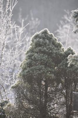 Rime Ice -- A Magical Morning