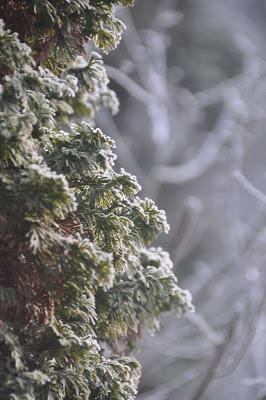 Rime Ice -- A Magical Morning