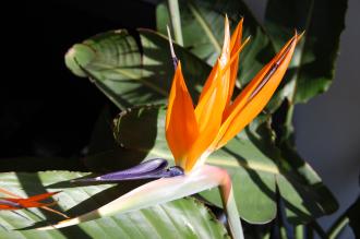 Strelitzia reginae Flower (19/03/2011, Walworth, London)