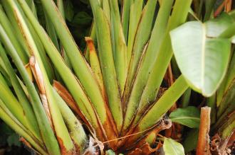 Strelitzia reginae Crown (24/01/2016, Walworth, London)