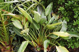 Strelitzia reginae (24/01/2016, Walworth, London)