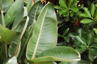 Strelitzia reginae Leaf (24/01/2016, Walworth, London)