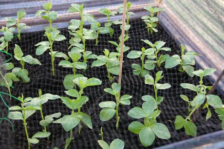 broad beans