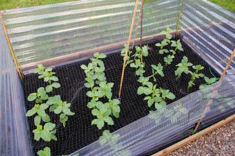 protect broad beans from wind damage 