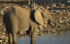 Mali’s Desert Elephants Face Extinction in 3 Years