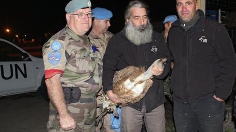 Our Vulture in Beirut back home!