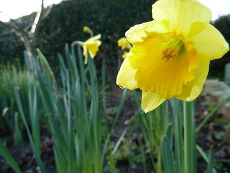 daffodils blooming early uk