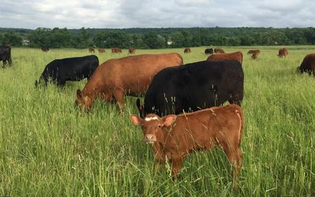 Tullamore Farms And The Farm Cooks