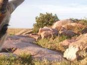 Serengeti Selfie .... Camera Trap Images