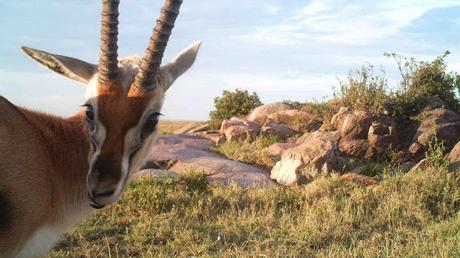 Serengeti selfie .... and camera trap images !