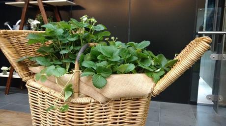 Gorgeous picnic baskets