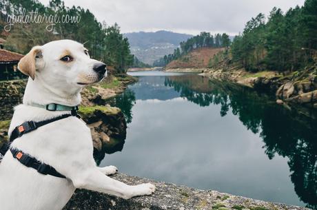 Ice the Dog in Peneda-Gerês National Park, Portugal