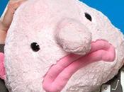 Ugly Blobfish Gift Ideas