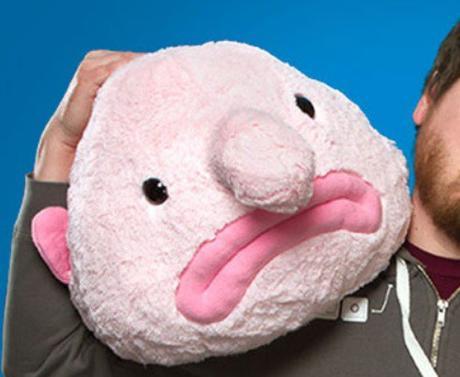 Top 10 Not So Ugly Blobfish Gift Ideas