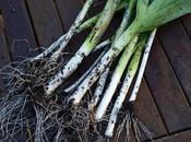 Harvest Monday February 2016