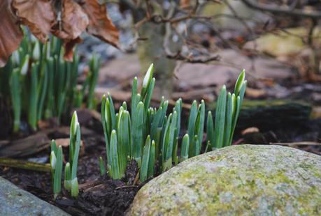 Snowdrops rising & Daily posts in February