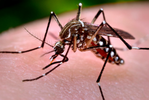 Aedes mosquito