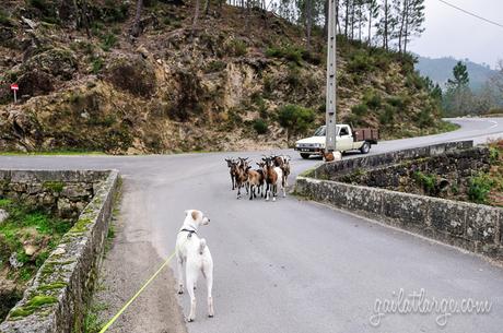dog meets goats at Peneda-Gerês National Park