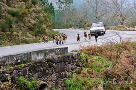 dog meets goats at Peneda-Gerês National Park