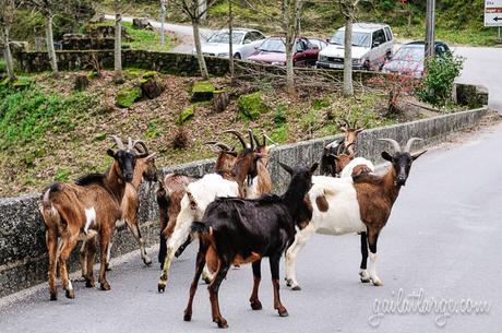 dog meets goats at Peneda-Gerês National Park
