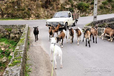 dog meets goats at Peneda-Gerês National Park