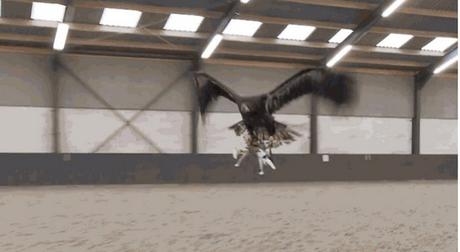 eagle-drone