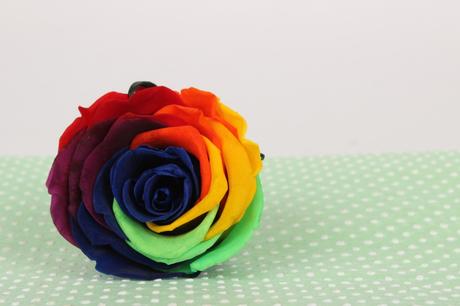 Rainbow Preserved Rose