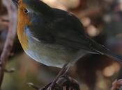 Wildlife Wednesday Love Territorial Robins