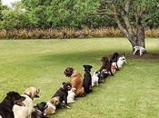 Very Patient Dogs Waiting Lines Queues