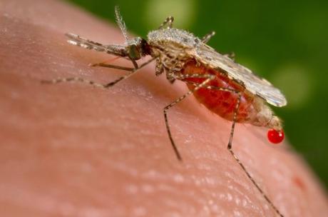 zika virus blood suckers