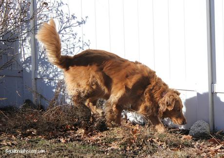 Golden Retriever searching #wordlesswednesday