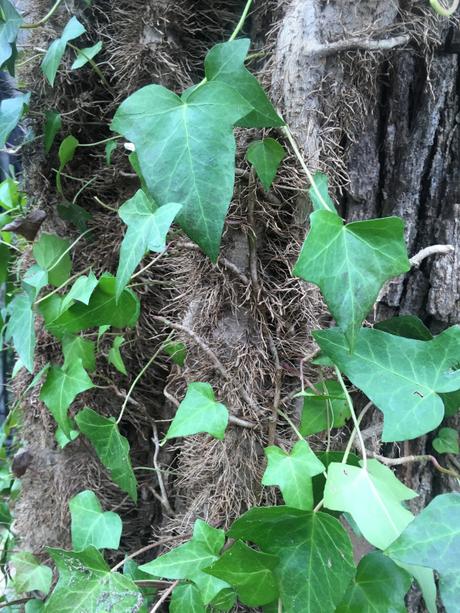 thicky ivy vine