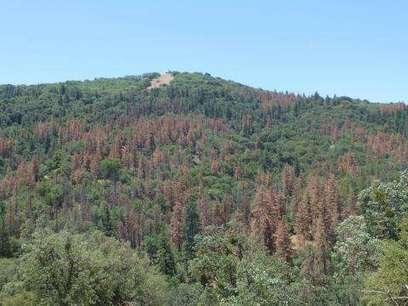 New report assesses impacts of drought on US forests